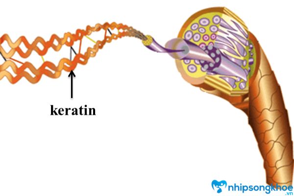 Lượng Protein Keratin không đồng đều